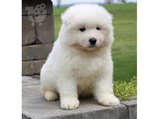 Πωλούνται κουτάβια Samoyed Nice.